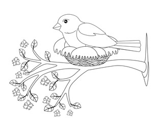 A bird sits in a nest on a flowering spring branch - vector linear picture for coloring. A small bird - a sparrow hatches eggs in a cozy nest on a tree with flowers and tender young leaves. Outline