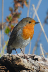 pettirosso (Erithacus rubecola),ritratto su ramo