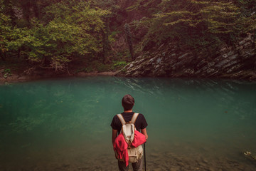 Green yew-boxwood grove in Sochi, Khosta, Russia