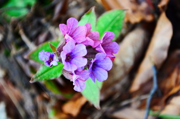 Pink and blue flowers Unspotted lungwort or Suffolk lungwort in the early spring