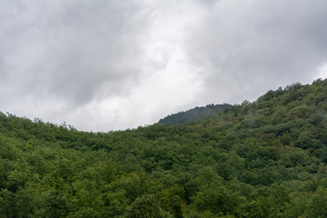 clouds and forest