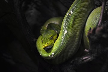 green snake