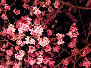夜桜