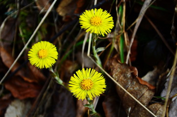 Like little suns blossomed first spring flowers among last year's fallen leaves