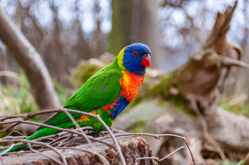 Closeup of Rainbow lorikeet