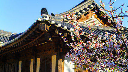 Plum blossom at Korean traditional house