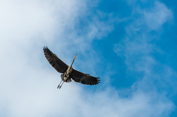 Closeup of flying heron