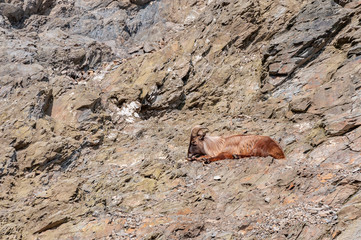 Closeup of chamois on rock