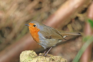 robin perched on a rock