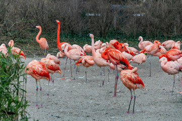 Closeup of Flamingo