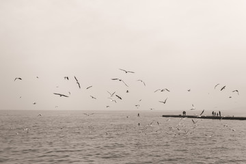 Many hungry seagulls flying in sky over blue sea water. Photo filtered in vintage brown sepia color.