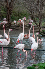 Closeup of flamingo