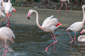 Closeup of Flamingo