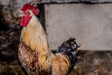 A domestic rooster crow in the chicken coop