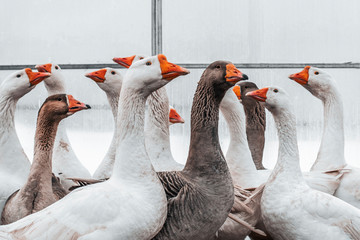 Obraz premium A flock of geese standing on the covered farm