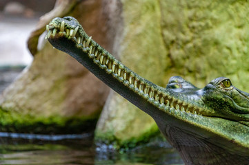 Cloeup of Gavial