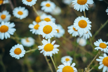 Fototapeta premium Beautiful nature scene with blooming medical chamomilles in sun flare