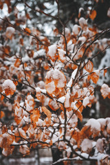 branch of tree in winter
