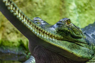 Cloeup of Gavial