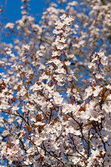 Blühende Wilde Mirabelle,Prunus cerasifera,im Frühling