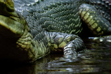 Cloeup of Gavial