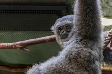Closeup of monkey