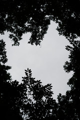 silhouette of trees 