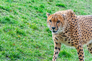 Closeup of cheetah