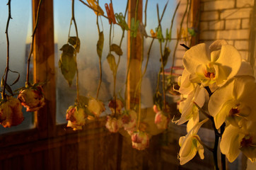 Live Orchid on the background of dried flowers