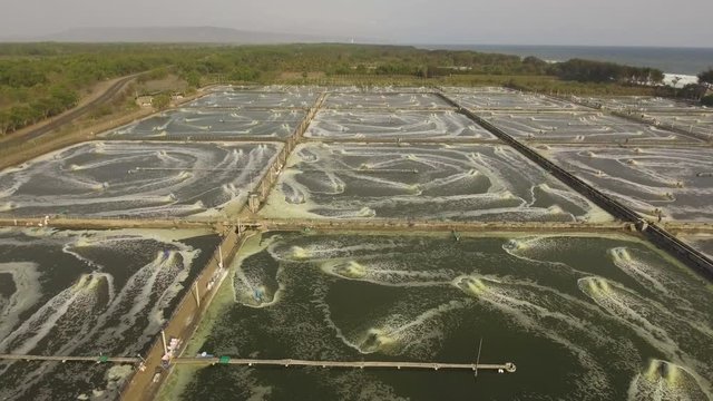 shrimp, prawn farming with with aerator pump for oxygenation water. Shrimp farms aerial view aquaculture business exported international market. java, indonesia