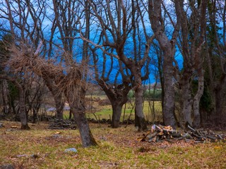 forest