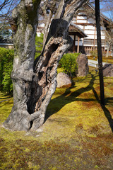 KYOTO
