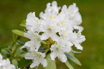 Bush of delicate white flowers of azalea or Rhododendron plant in a sunny spring Japanese garden, beautiful outdoor floral background