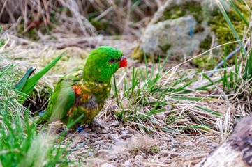 Closeup of Rainbow lorikeet