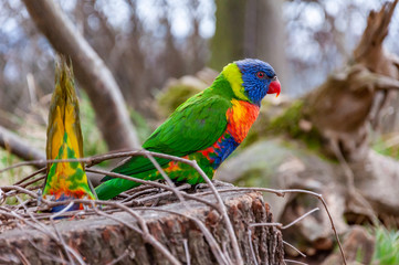 Closeup of Rainbow lorikeet