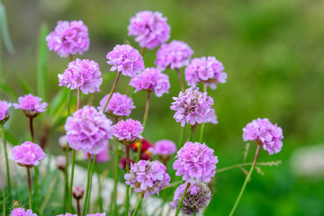 Close up of small vivid pink flowers of Armeria maritima plant, commonly known as thrift, sea thrift or sea pink on a seaside in a sunny summer day in Scotland, beautiful outdoor floral background