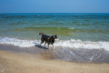 Happy purebred black dog running or walking happily alone at sandy sea beach.