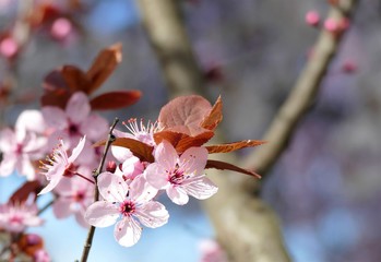 Cherry blossom spring branch background
