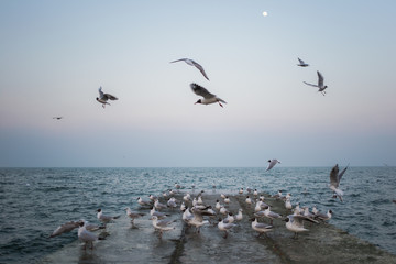 Many hungry seagulls flying in sky over blue sea water
