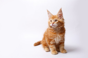 Obraz premium red cat kitten isolated on a white background