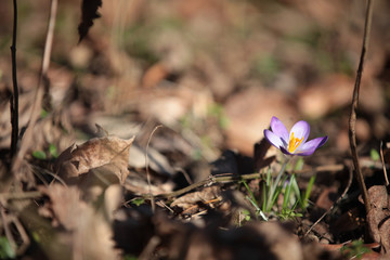 Schöne Blume im Wald im Frühling Frühjahrsblüher