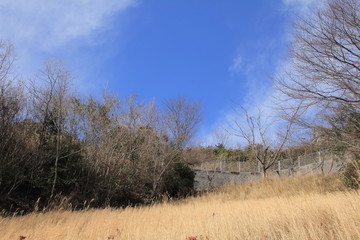 枯れたワラと青空