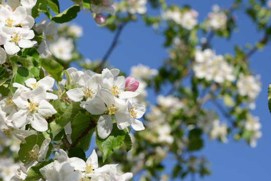 Fr&uuml;hling 498