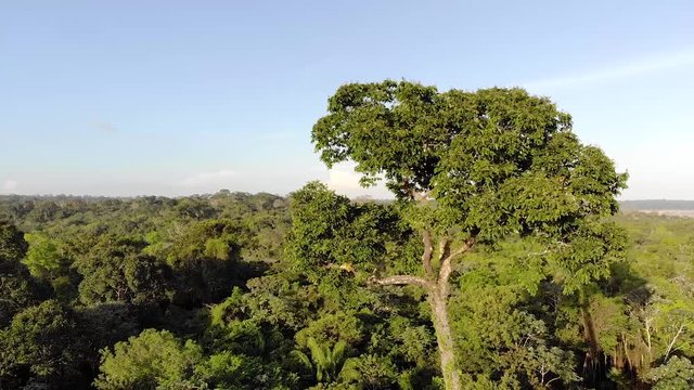 Aerial drone shot of amazon forest village with fresh new leaf isolated tree of bloom chestnut brazil nut tree top fresh vivid nature