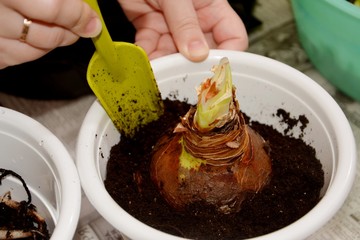 Transplanting indoor plants, Hippeastrum bulb, home growing plants, flower care,