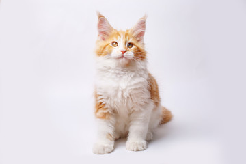 red cat  kitten isolated on a white background