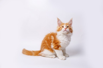 red cat kitten isolated on a white background	