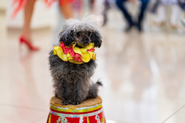 trained circus dog poodle at the performance © andrey