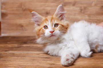  funny red kitten   lies on a wooden background , the concept of cute, funny pets	 