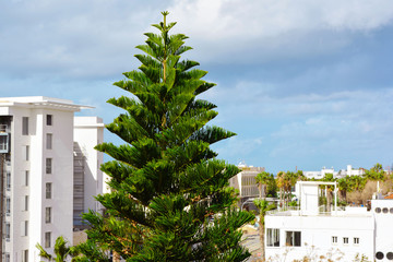 Fototapeta premium tall coniferous tree on the background of white buildings and a cloudy sky
